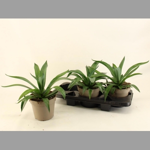 AGAV LOPHANTHA