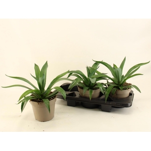 AGAV LOPHANTHA