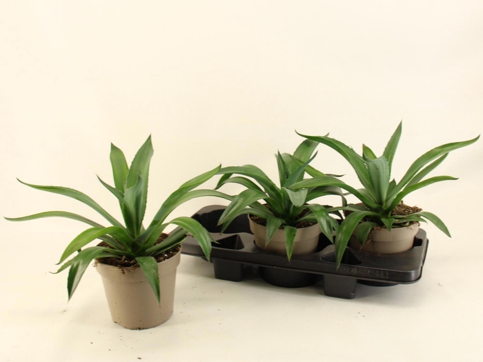 <h4>AGAV LOPHANTHA</h4>