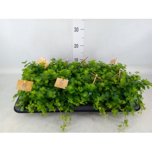 Peperomia rotundifolia