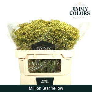 Gyps Million Star L70 Yellow