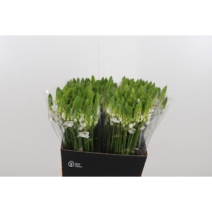 Ornithogalum T Mount Fuji