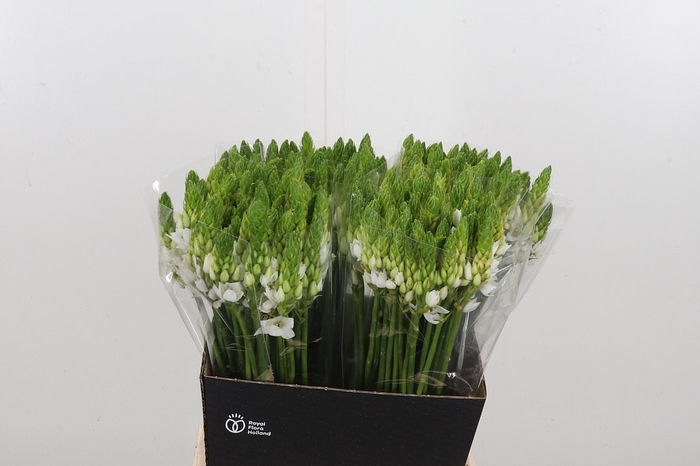 <h4>Ornithogalum T Mount Fuji</h4>