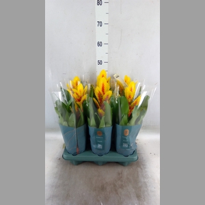 Vriesea  'Intenso Yellow Flame'