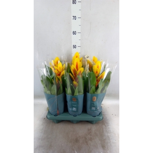Vriesea  'Intenso Yellow Flame'