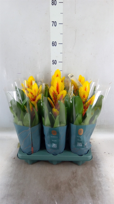 <h4>Vriesea  'Intenso Yellow Flame'</h4>