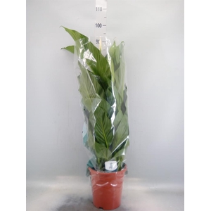 Spathiphyllum 'Sweet Lauretta'