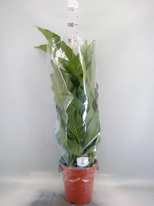 <h4>Spathiphyllum  'Sweet Lauretta'</h4>