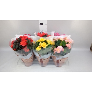 Begonia elat. DU   ...mix