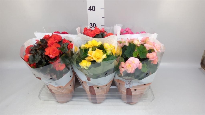 <h4>Begonia elat. DU ...mix</h4>