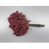 Schinus M Pink Special Pbs