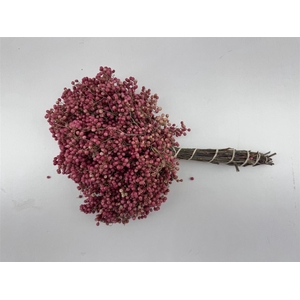 Schinus M Pink Special Pbs