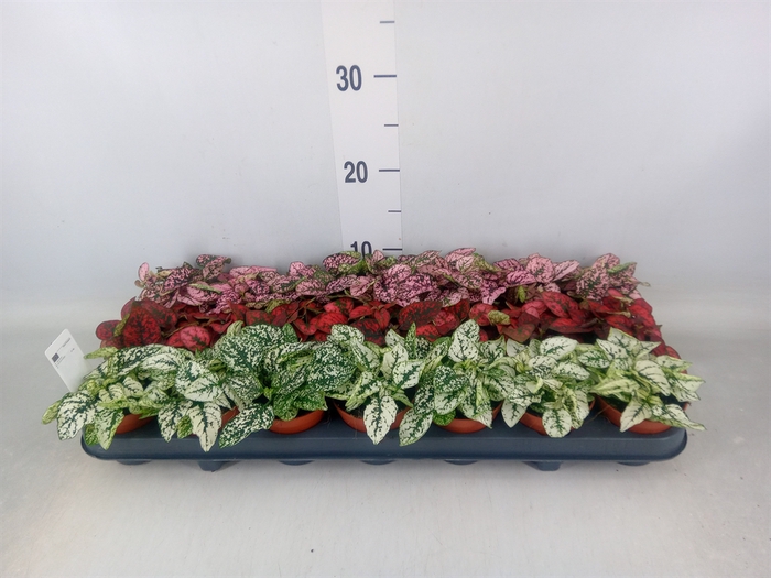 <h4>Hypoestes phyllo.   ...mix</h4>
