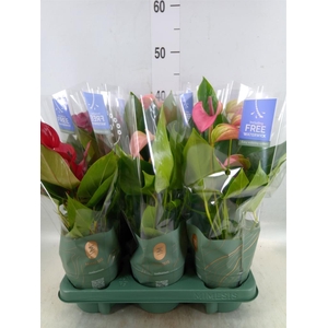 Anthurium   ...mix