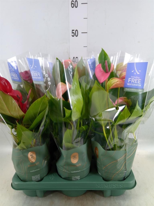 <h4>Anthurium   ...mix</h4>