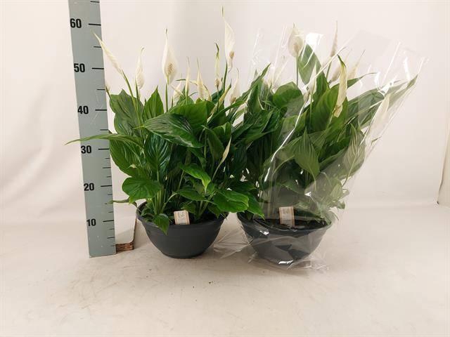 <h4>SPATH CHOPIN</h4>