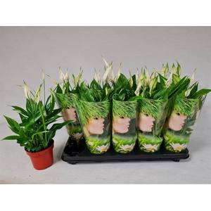 Spathiphyllum Korto 12Ø 30cm 5fl