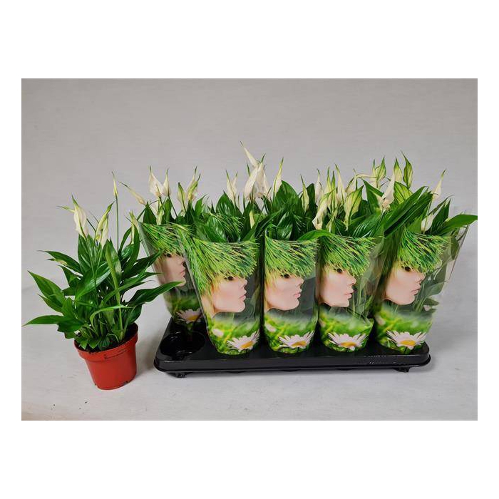 <h4>Spathiphyllum Korto 12Ø 30cm 5fl</h4>