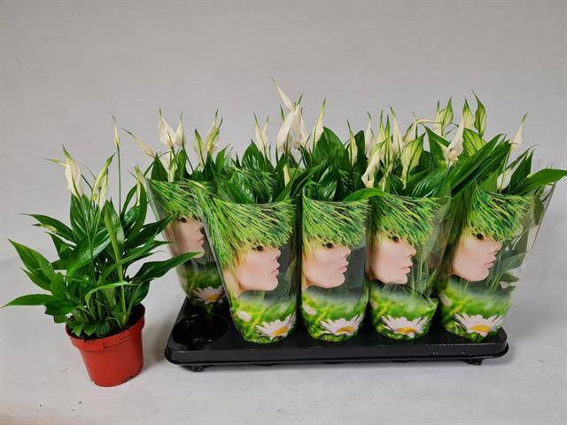 Spathiphyllum Korto 12Ø 30cm 5fl