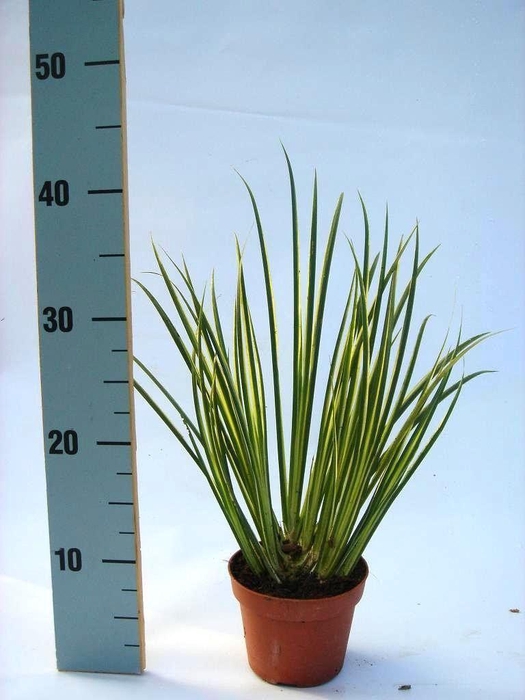 <h4>Acorus 'Variegatus' p12</h4>