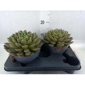 Echeveria   ...not flowering