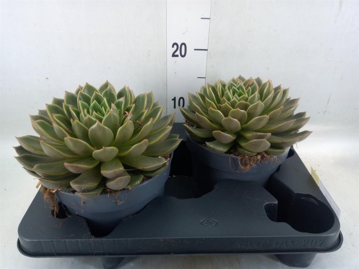 <h4>Echeveria ...not flowering</h4>