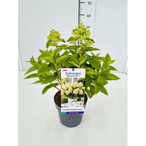 Hydrangea paniculata