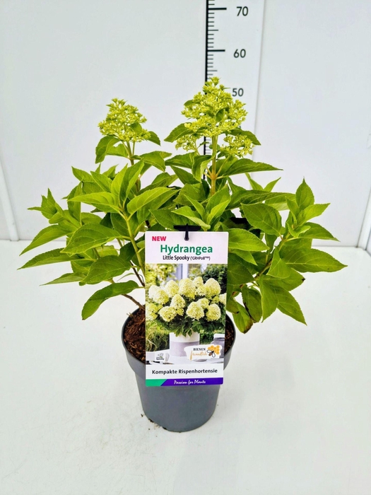 <h4>Hydrangea paniculata</h4>
