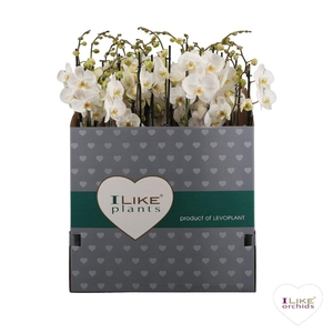 Phal 3 Tak White 70 Cm Italie