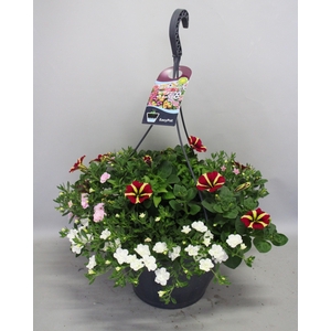 Hangpotten 37 cm met waterreservoir Mix 10 White Queen mix