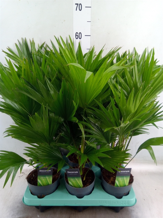 <h4>Livistona rotundifolia</h4>