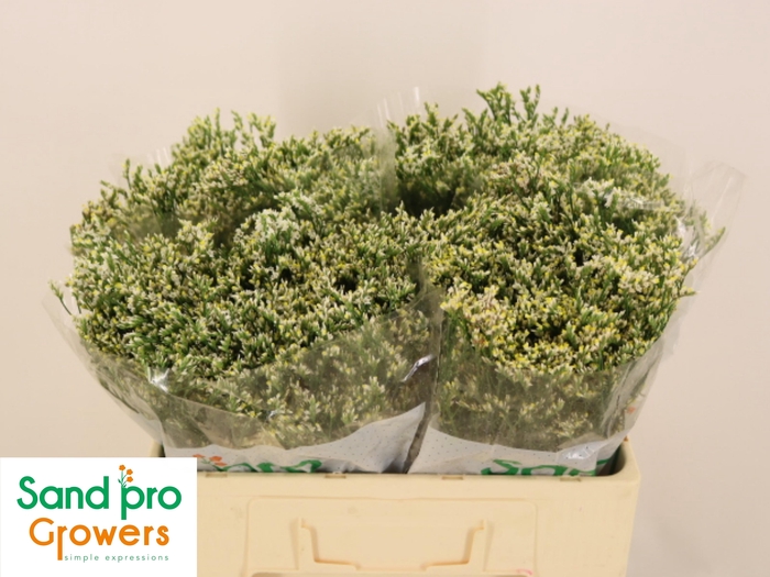 <h4>LIM SIN CLEAR DIA</h4>