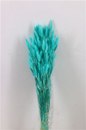 <h4>Dried Lagurus Aqua Blue Bunch</h4>