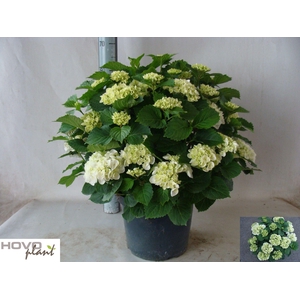 HYDR M CRYSTAL PALAC