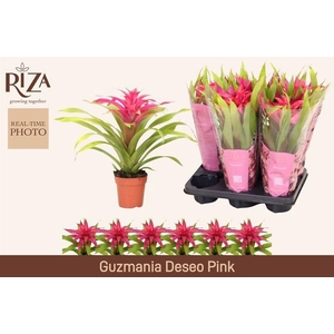 GUZM DESEO PINK