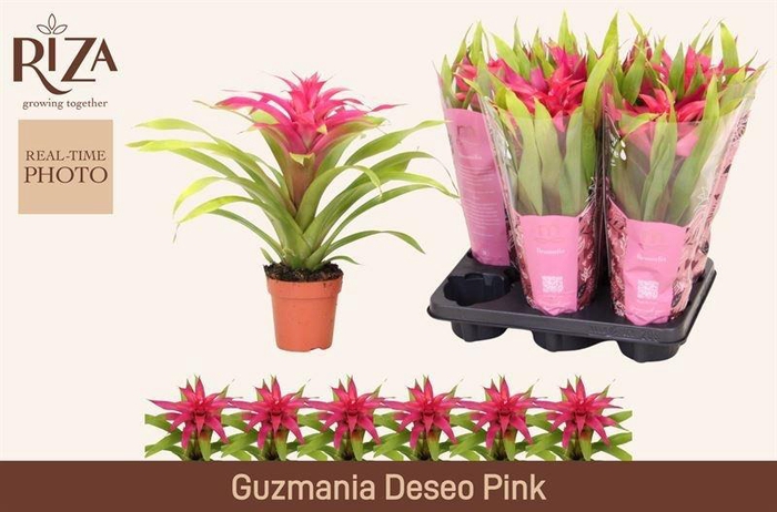 <h4>GUZM DESEO PINK</h4>