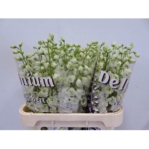 DELPH DU DEW IMPR WH