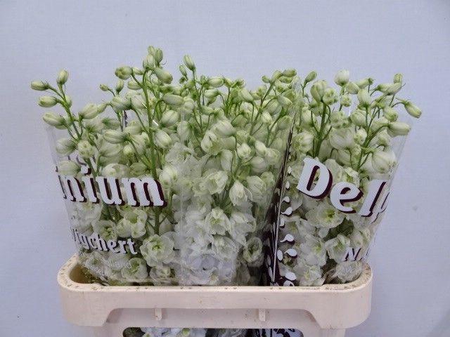 <h4>DELPH DU DEW IMPR WH</h4>