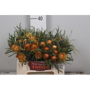 Banksia Dryandra