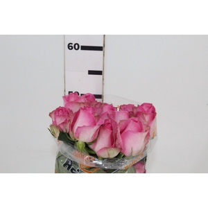 ROSA CANDY AVALANCHE 050 CM ESTUFA