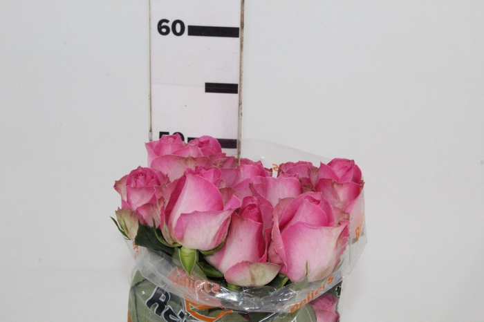 ROSA CANDY AVALANCHE 050 CM ESTUFA