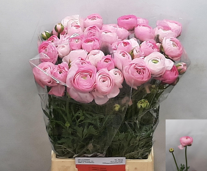 <h4>RAN AM MARSHMALLOW</h4>