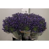 Agap Eyfori Blue