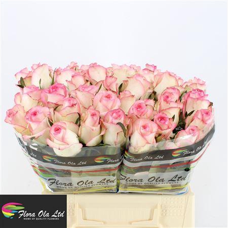 <h4>R Gr Jumilia</h4>