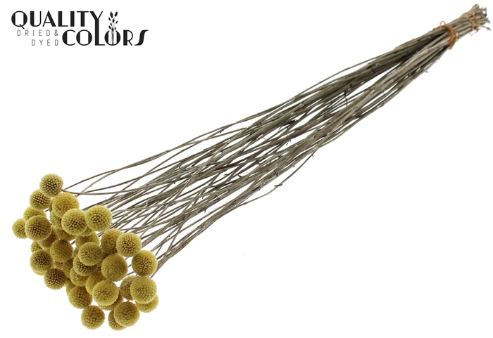 <h4>Craspedia Dried Natural</h4>