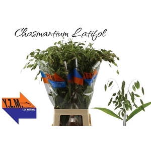 CHASM LATIFOLIUM