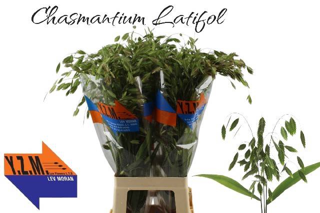 <h4>CHASM LATIFOLIUM</h4>