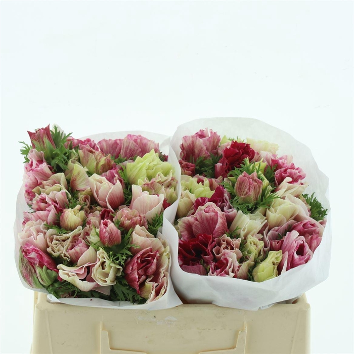 <h4>Anem Mistral Tigre Super</h4>