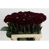 Dahlia Black Fox