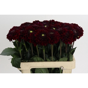 Dahlia Black Fox